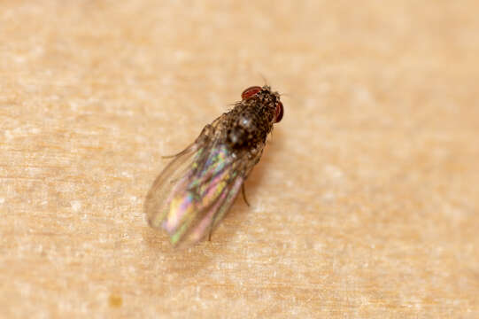 Image of Pomace fly