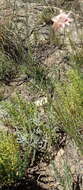 Plancia ëd Gladiolus nigromontanus Goldblatt