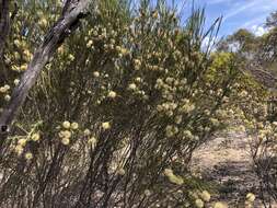 Image of broom honeymyrtle