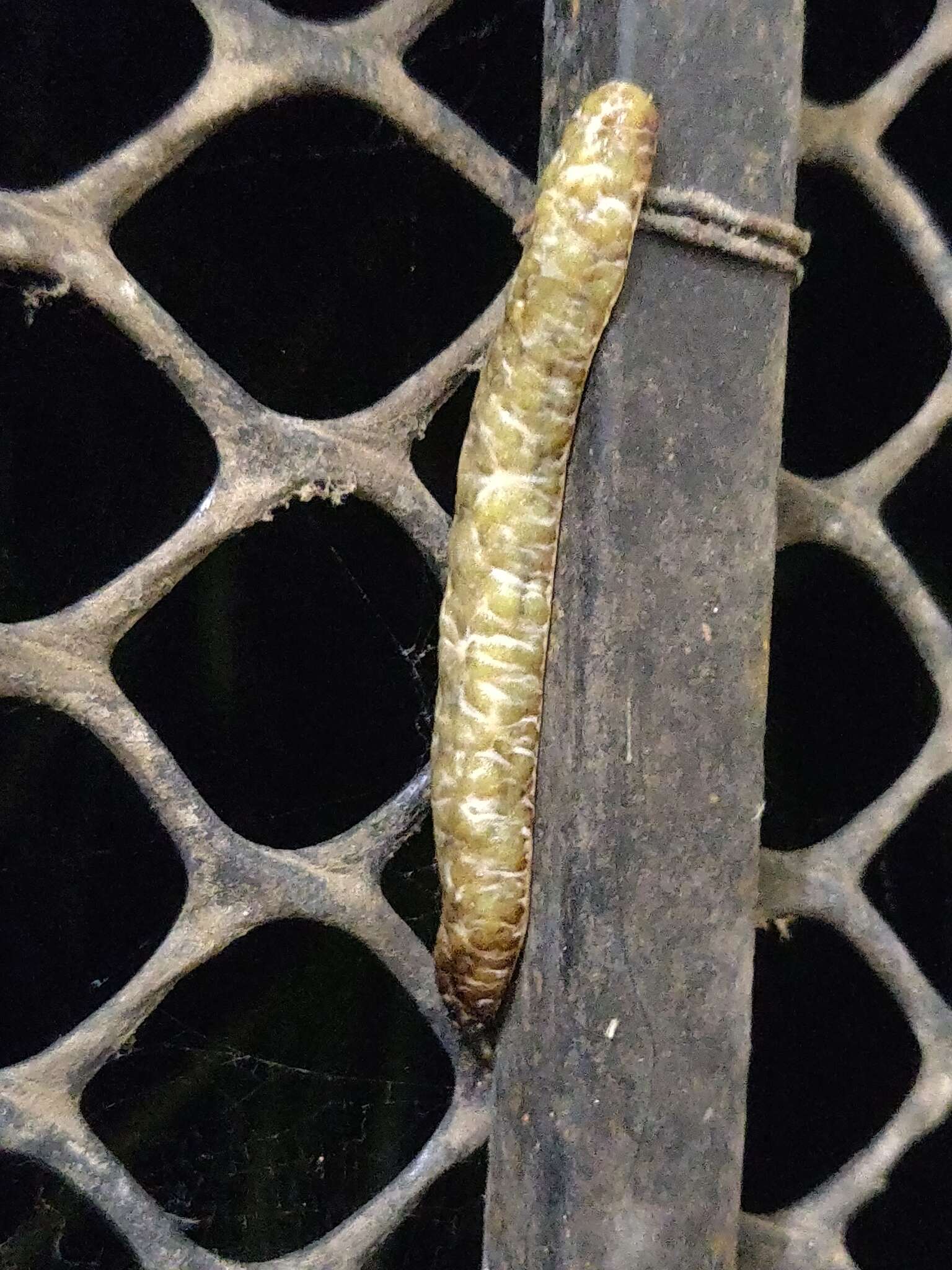 Image of Caterpillar slug