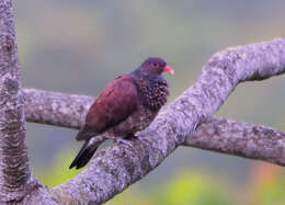 صورة Patagioenas speciosa (Gmelin & JF 1789)