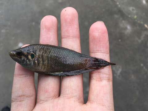 Image of Chinese fighting fish