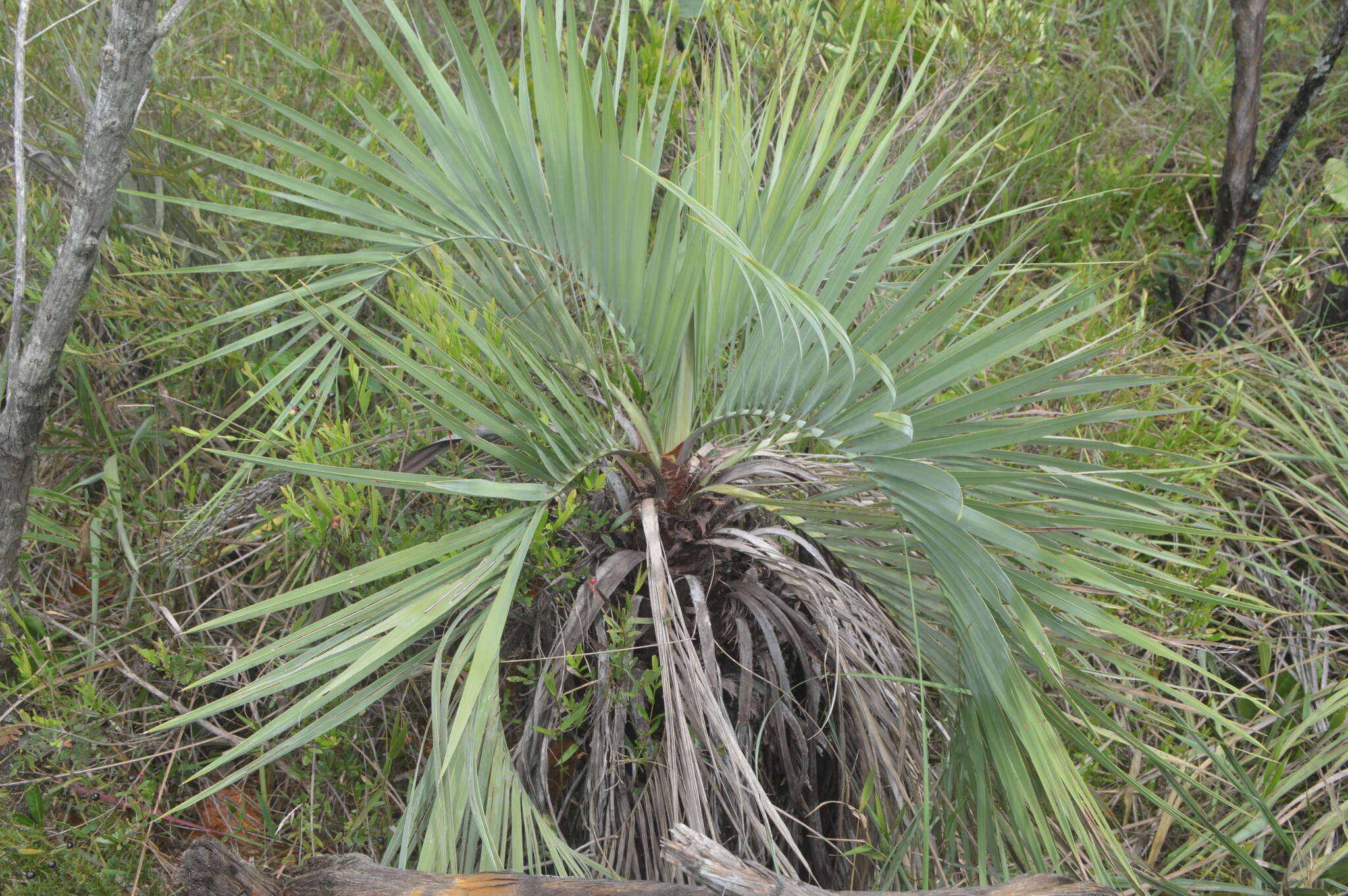 Image of Butia archeri (Glassman) Glassman