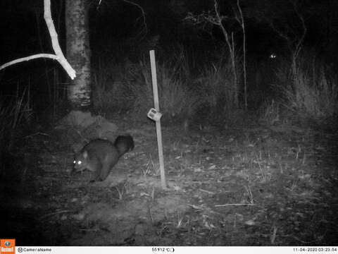 Image of Mountain Brushtail Possum