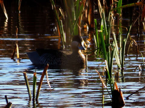 Image of Silver Teal