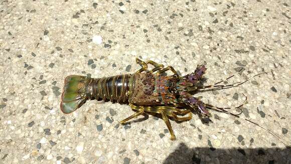 Image of Scalloped Spiny Lobster