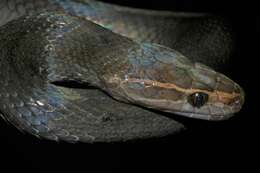 Image of Hallowell's House Snake