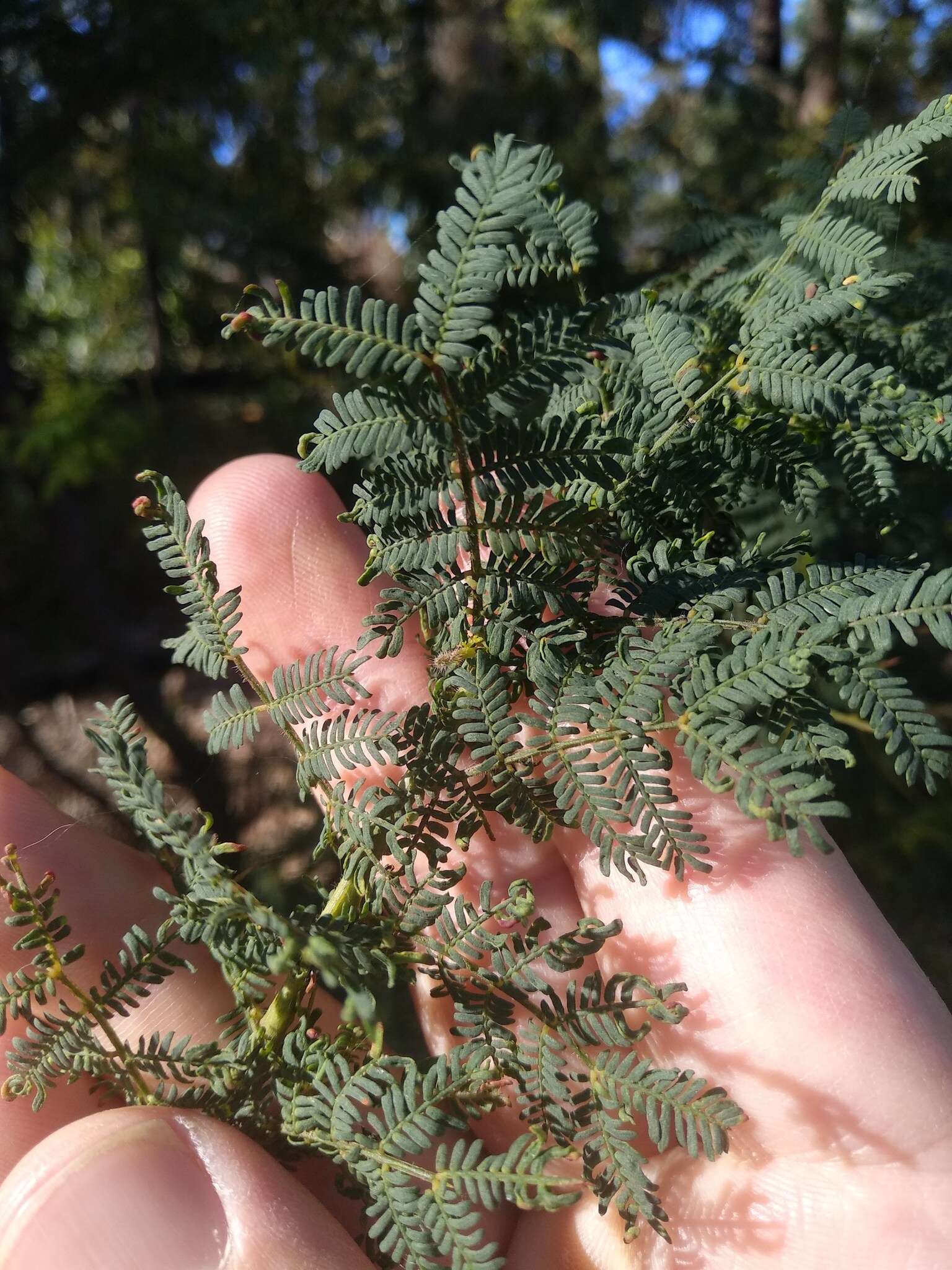 Sivun Acacia pubescens (Vent.) R. Br. kuva