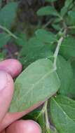 Image of hairy blueberry