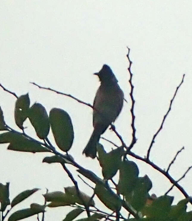 Image of Sri Lankan Red-vented Bulbul