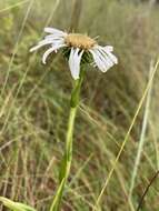 Image of Prickly Grass-Leaf-Aster