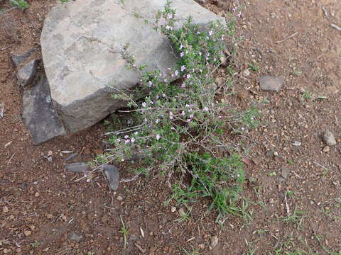 Image of Micromeria hyssopifolia Webb & Berthel.