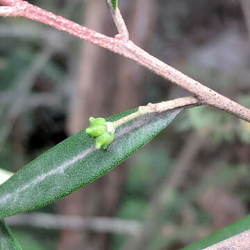 Image of Nematolepis squamea (Labill.) Paul G. Wilson