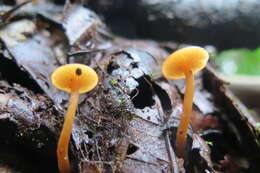 Image of Tricholomopsis aurea (Beeli) Desjardin & B. A. Perry 2017