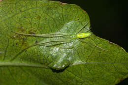 Image of Tetragnatha tantalus Gillespie 1992