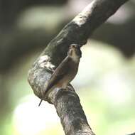 Image of Brown-breasted Flycatcher