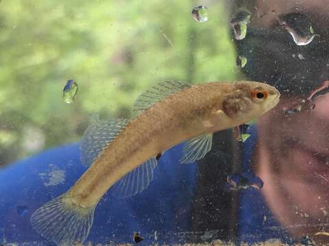 Imagem de Etheostoma phytophilum Bart & Taylor 1999