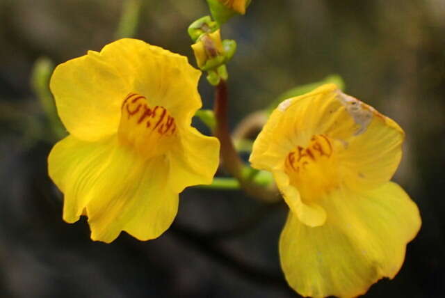 Слика од Utricularia floridana Nash