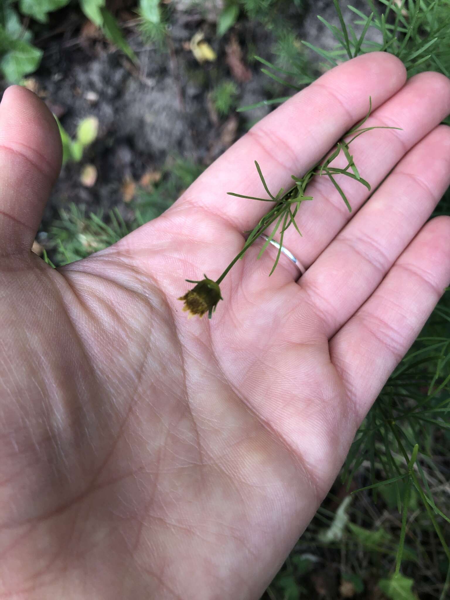 Image of whorled tickseed