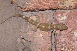 Hemidactylus prashadi Smith 1935 resmi