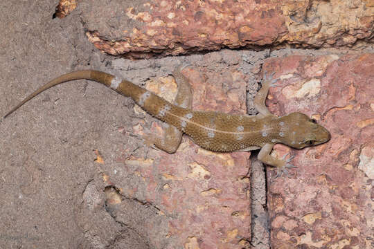 Hemidactylus prashadi Smith 1935 resmi