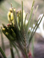 Image of narrowleaf milkvetch