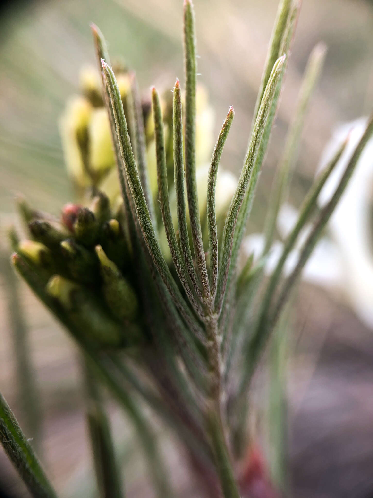 Image of narrowleaf milkvetch