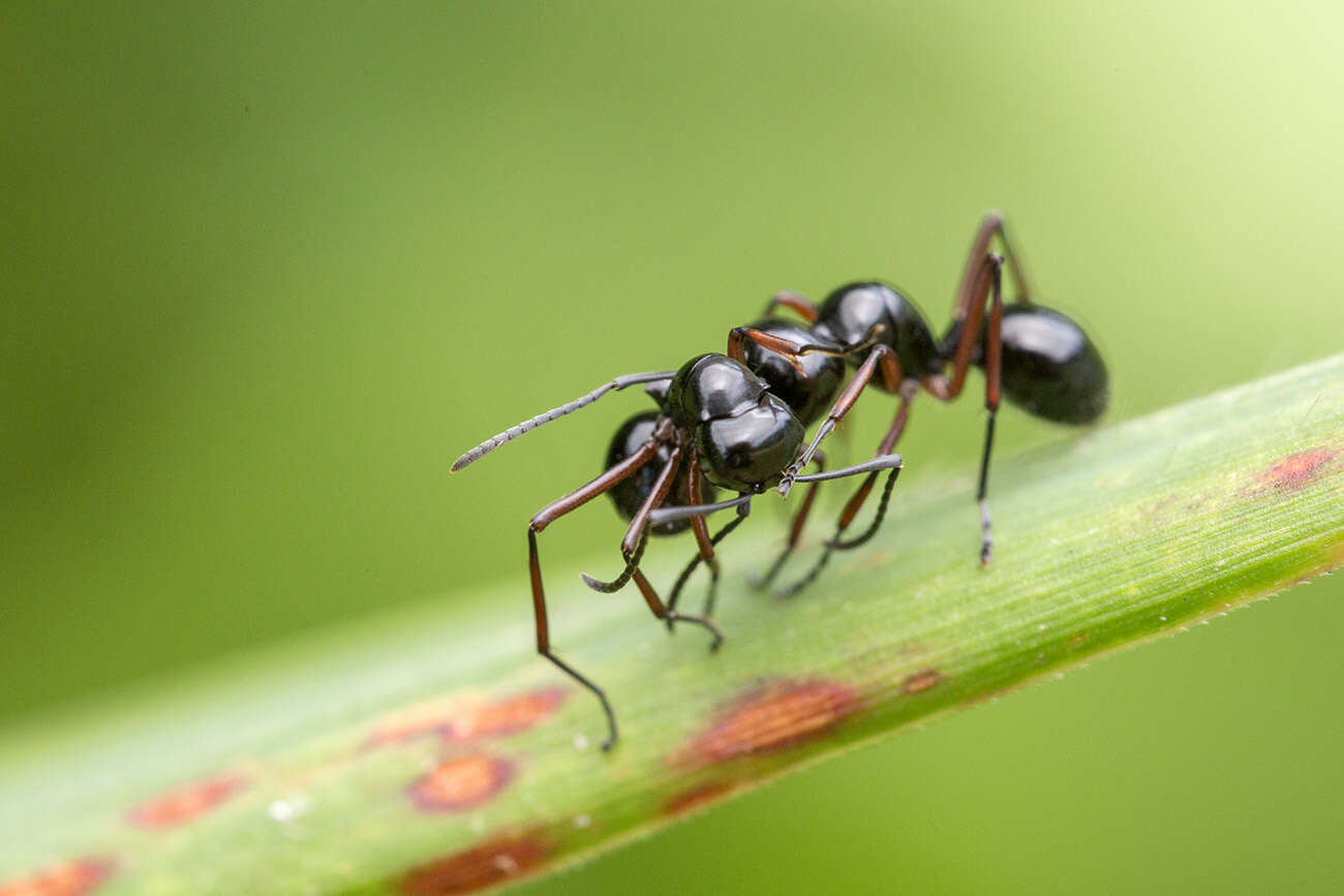 Image of Polyrhachis laevissima Smith 1858