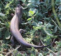 Image of King's Skink