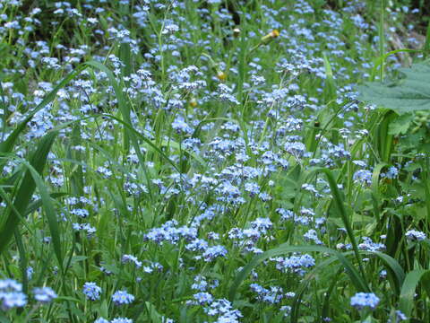 Image of Myosotis alpestris subsp. alpestris