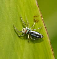 Image of Blue-banded Jumping Spider