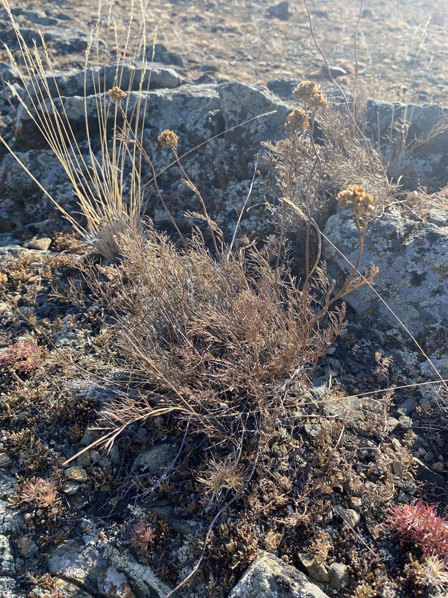 Image of Filifolium sibiricum (L.) Kitam.