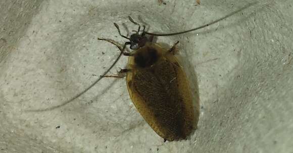 Image of dusky cockroach