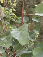 Image of Elephant's ear