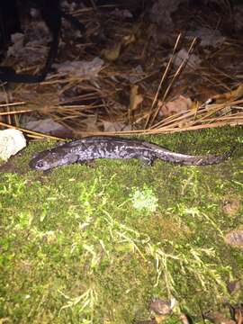 Plancia ëd Ambystoma mabeei Bishop 1928