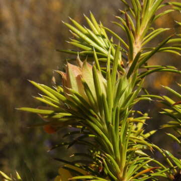 Hibbertia graniticola J. R. Wheeler resmi