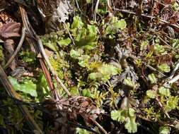 Image of Marchantia polymorpha subsp. montivagans Bischl. & Boissel.-Dub.