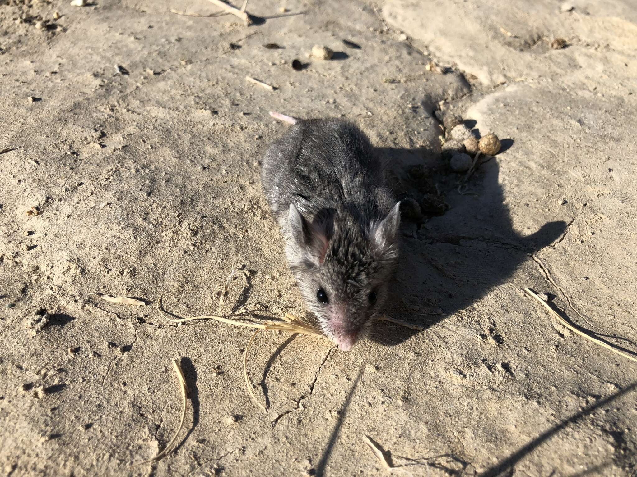 Image of Northern Grasshopper Mouse