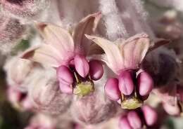 Imagem de Asclepias californica subsp. greenei Woods.