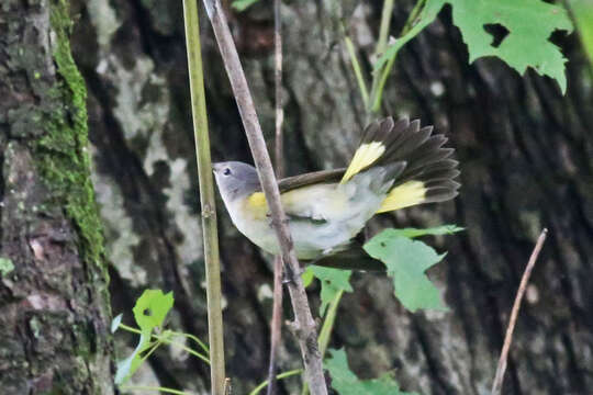 Imagem de Setophaga ruticilla (Linnaeus 1758)