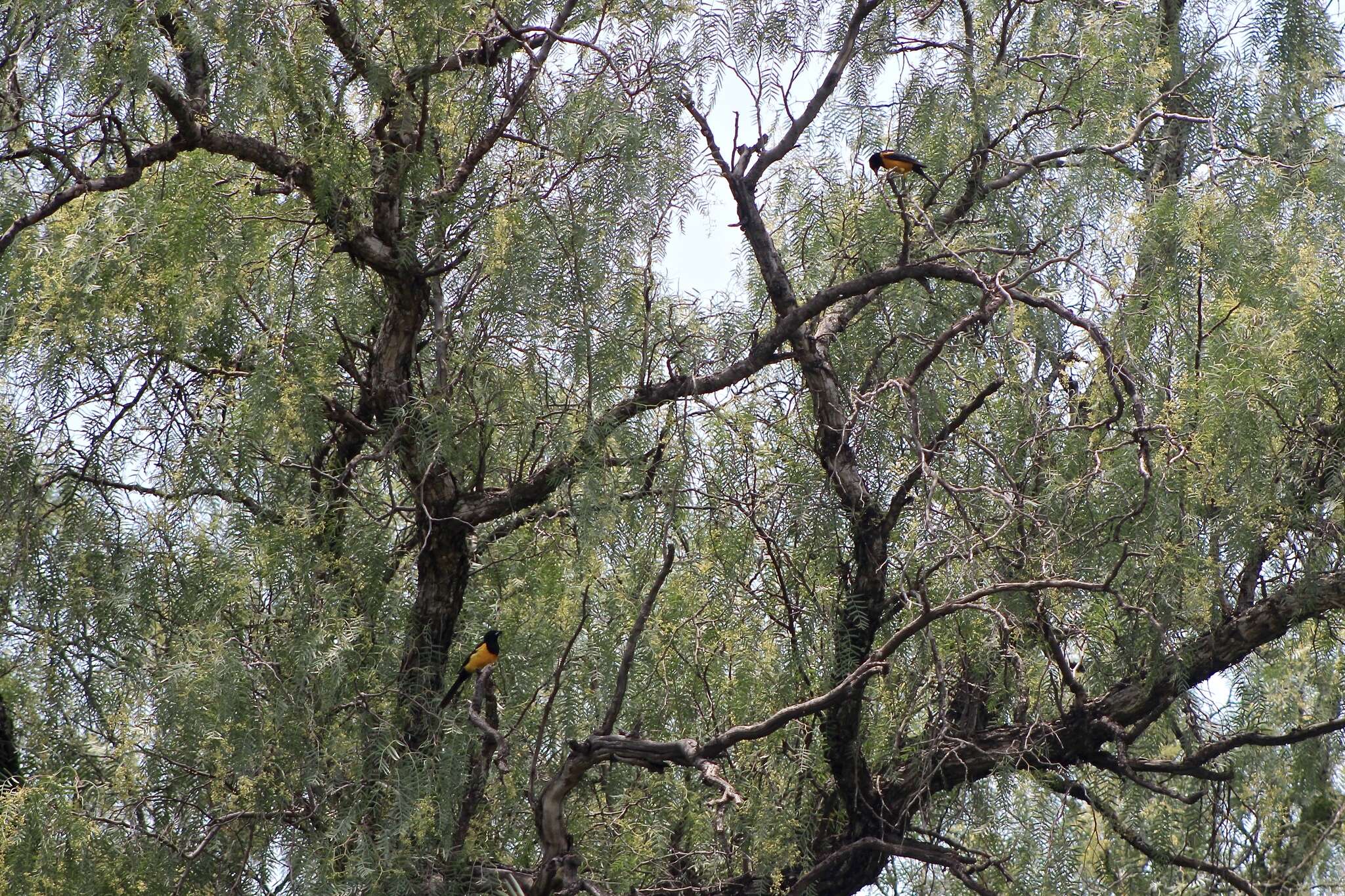 Image of Black-vented Oriole