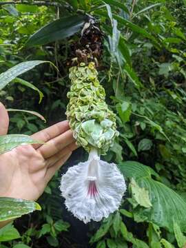 Image of Dimerocostus cryptocalyx N. R. Salinas & Betancur