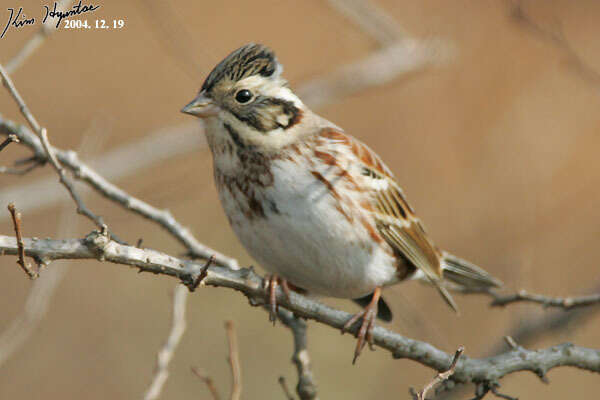 Image of Rustic Bunting