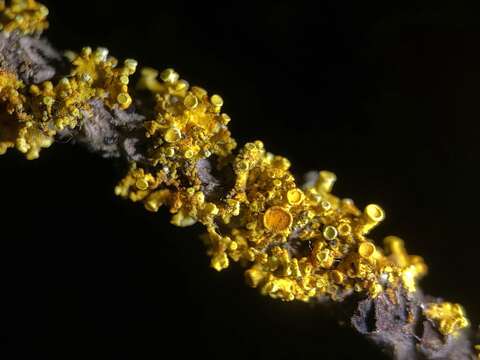 Image of orange wall lichen