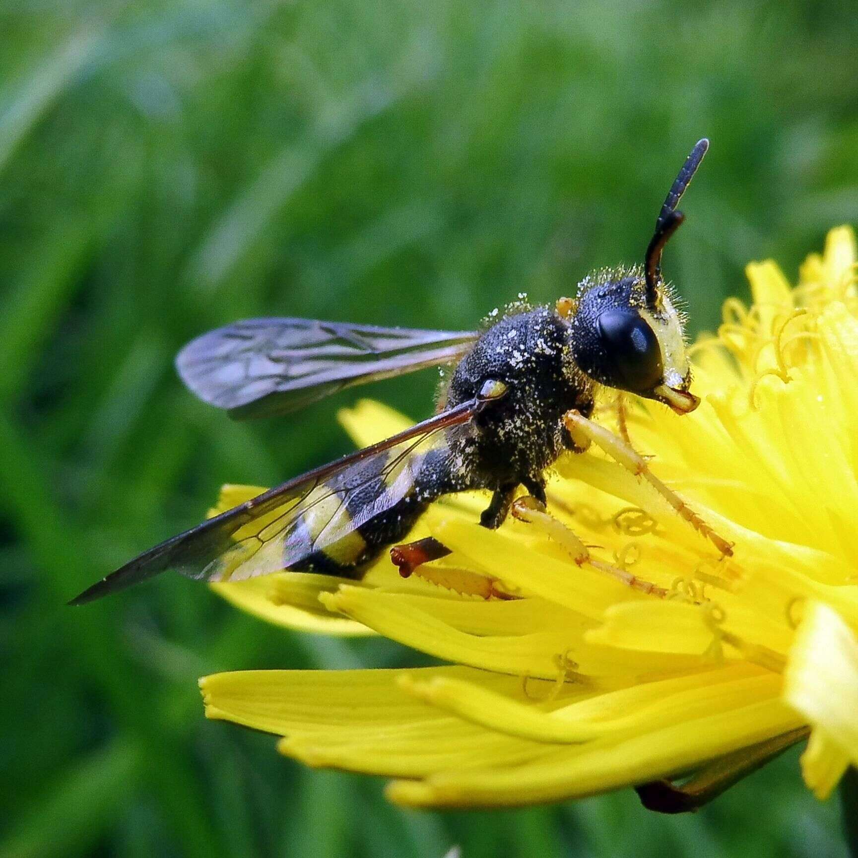 Imagem de Cerceris rybyensis (Linnaeus 1771)