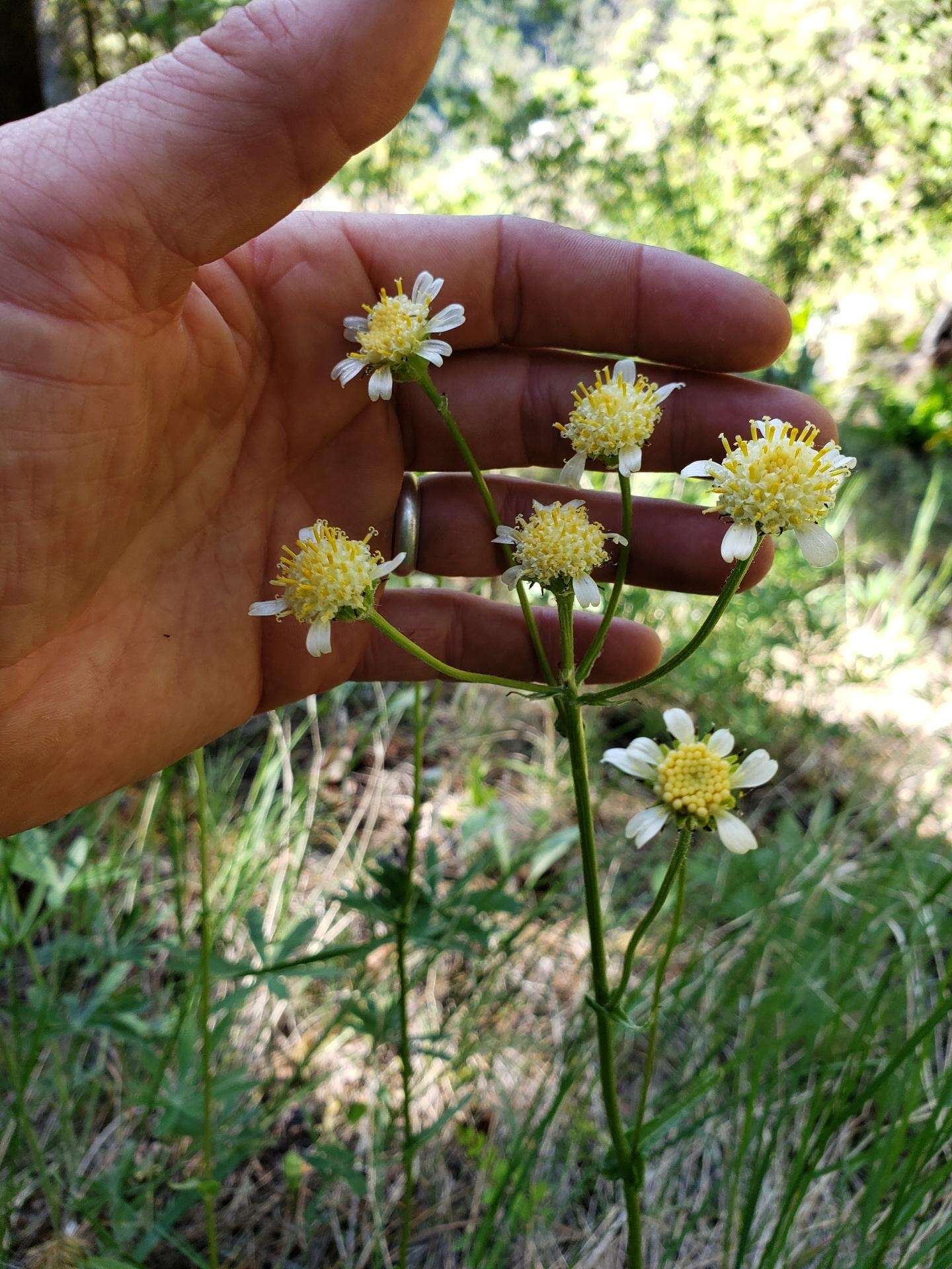 Image of paleyellow ragwort