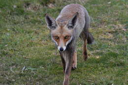 Image of Vulpes vulpes palaestina Thomas 1920