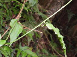 Image de Smilax sieboldii Miq.