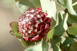 Image of Leucadendron pubibracteolatum I. J. M. Williams