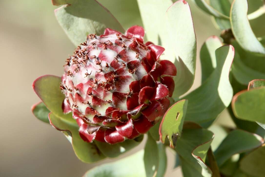 Image of Leucadendron pubibracteolatum I. J. M. Williams